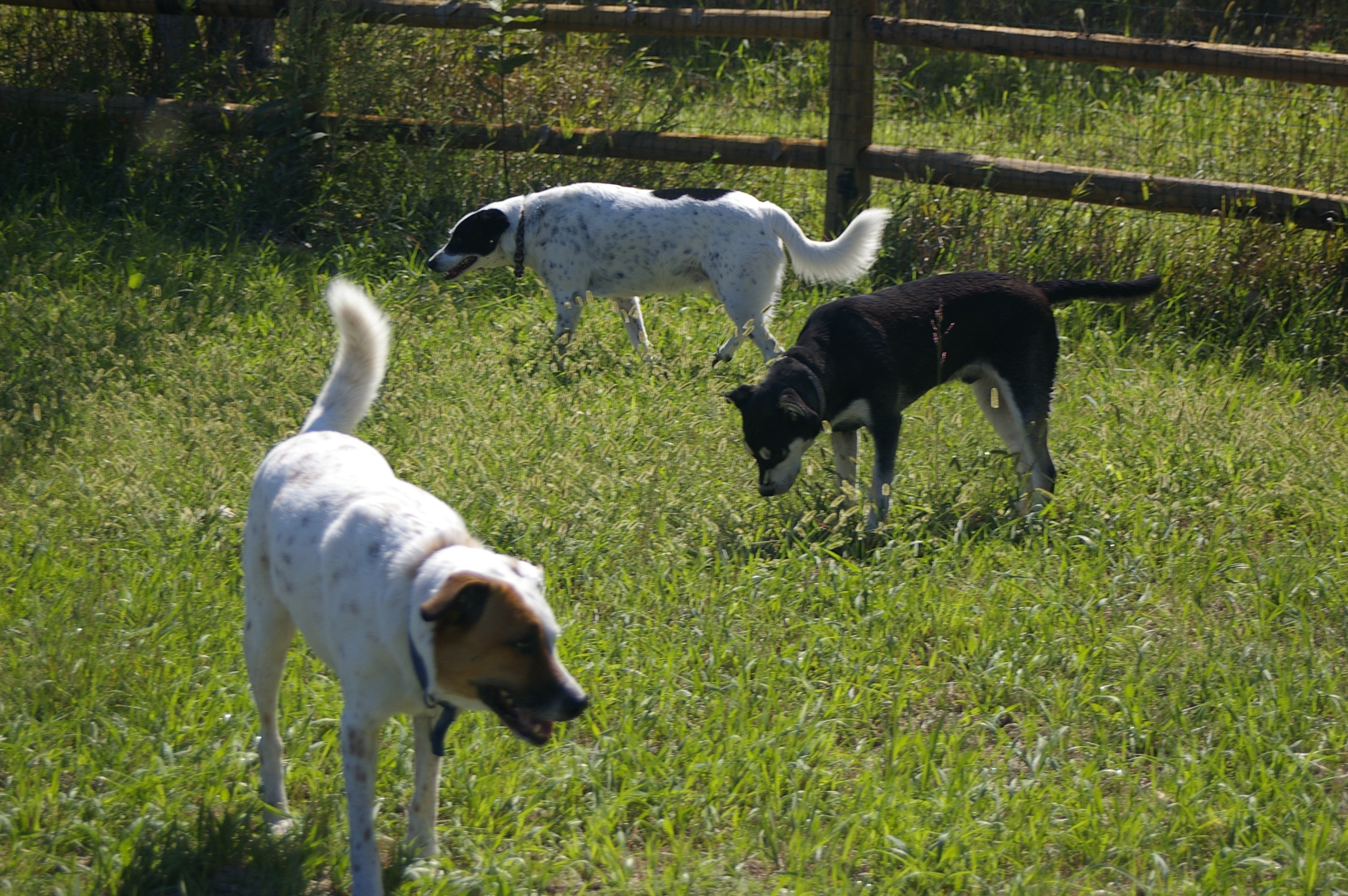 Buddy, King, & Angel